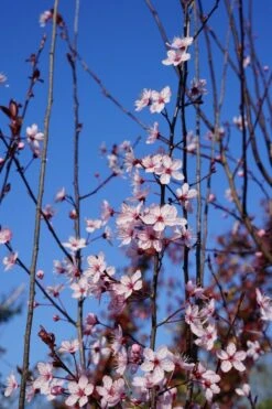 Rode Kerspruim Als Boom (Prunus Cerasifera 'Nigra') -Tuinplanten Winkel prunus cerasifera bloei lm03