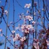 Rode Kerspruim Als Struik (Prunus Cerasifera 'Nigra')