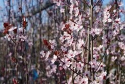Rode Kerspruim Als Struik (Prunus Cerasifera 'Nigra') -Tuinplanten Winkel prunus cerasifera bloei lm07