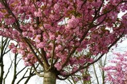 Japanse Sierkers (Prunus Serrulata 'Kanzan') -Tuinplanten Winkel prunus kanzan bloei lm01