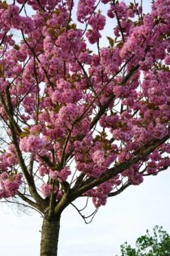 Japanse Sierkers (Prunus Serrulata 'Kanzan') -Tuinplanten Winkel prunus kanzan bloei lm03