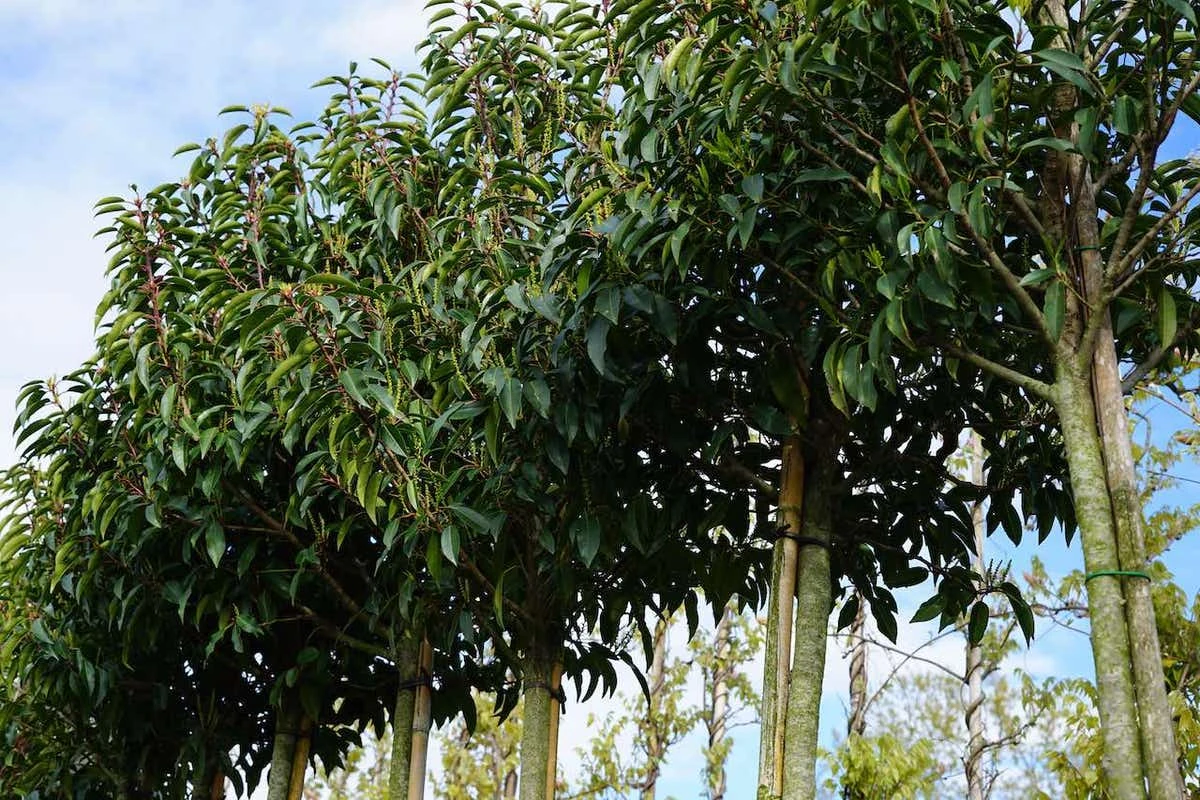 Portugese Laurier Als Boom (Prunus Lusitanica 'Angustifolia') 3 Portugese Laurier Als Boom (Prunus Lusitanica 'Angustifolia')