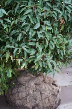 Portugese Laurier (Prunus Lusitanica 'Angustifolia') -Tuinplanten Winkel prunus lusitanica grotekluit lm01