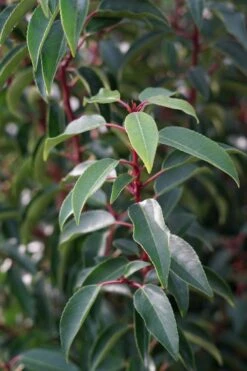 Portugese Laurier (Prunus Lusitanica 'Angustifolia') -Tuinplanten Winkel prunus lusitanica lm03