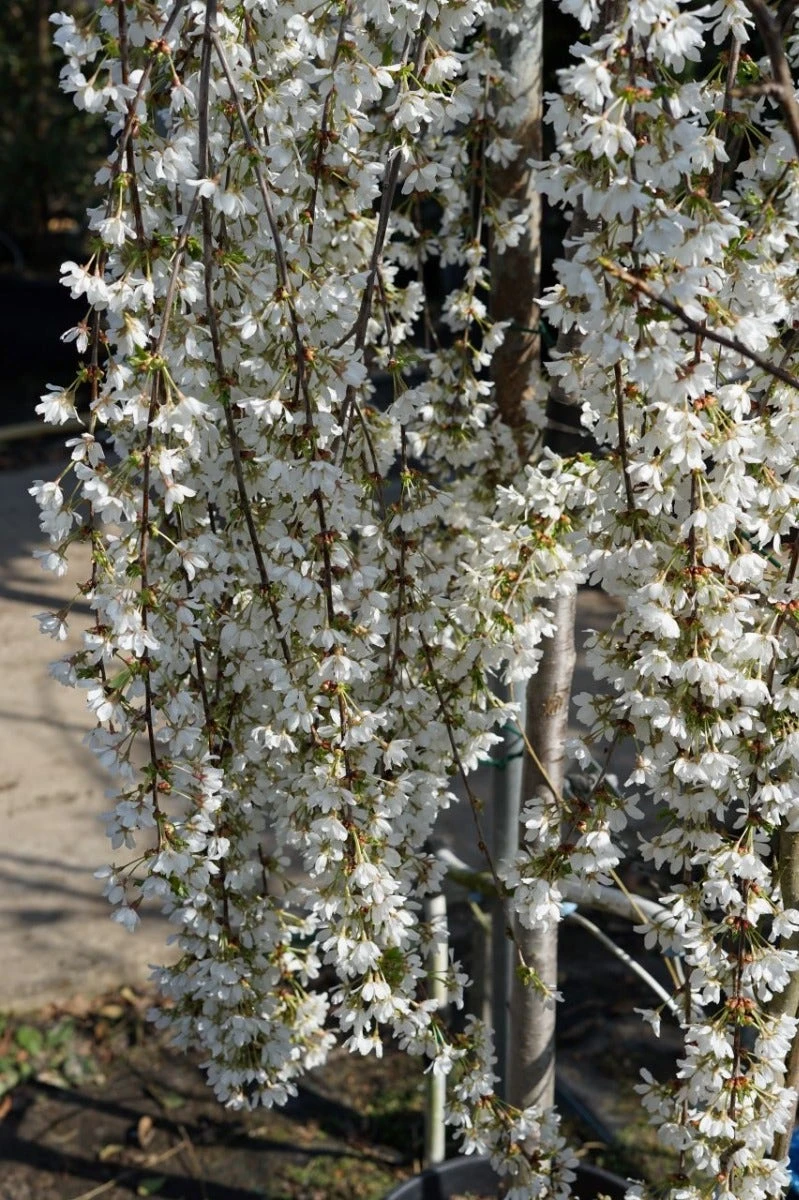 Japanse Treursierkers (Prunus 'Snow Fountain') 4 Japanse Treursierkers (Prunus 'Snow Fountain') - Afbeelding 2