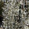 Japanse Treursierkers (Prunus 'Snow Fountain') 1 Japanse Treursierkers (Prunus 'Snow Fountain') -Tuinplanten Winkel prunus snowfountains lm12