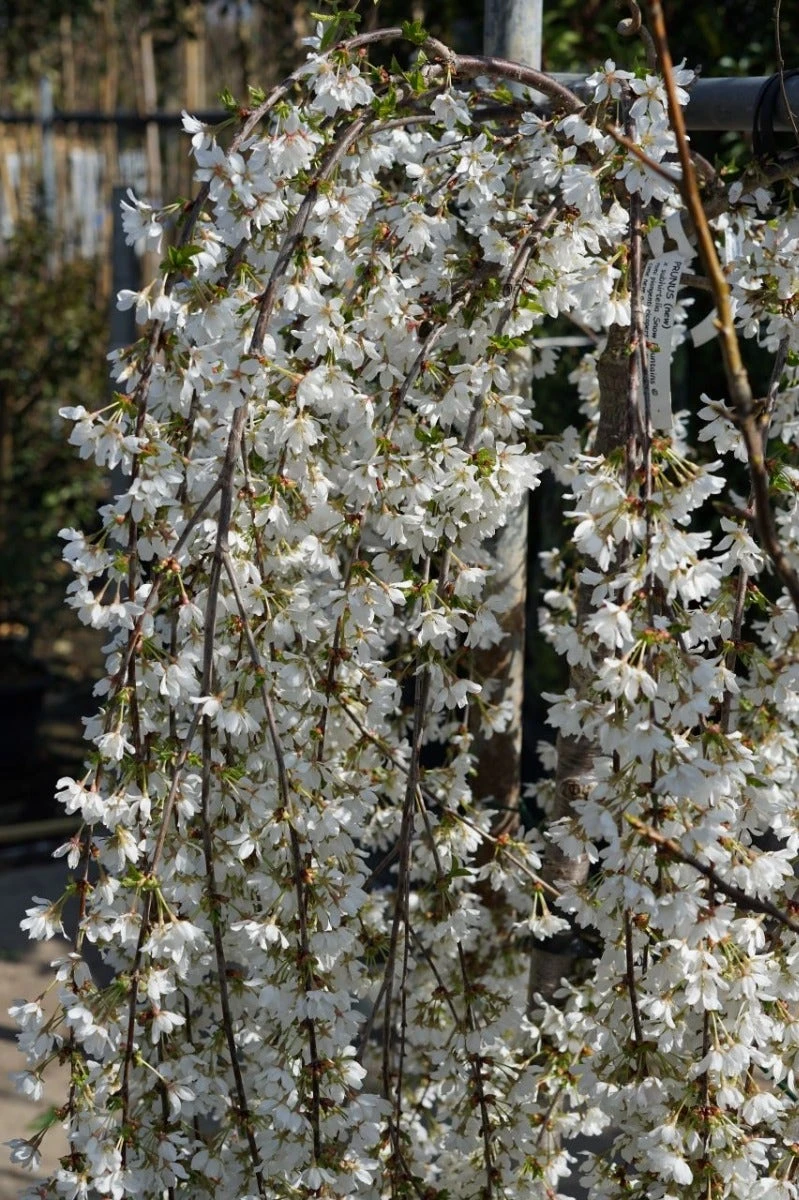 Japanse Treursierkers (Prunus 'Snow Fountain') 3 Japanse Treursierkers (Prunus 'Snow Fountain')