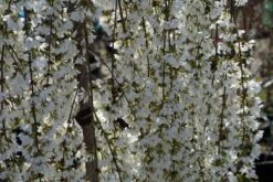 Japanse Treursierkers (Prunus 'Snow Fountain') 11 Japanse Treursierkers (Prunus 'Snow Fountain') -Tuinplanten Winkel prunus snowfountains lm14
