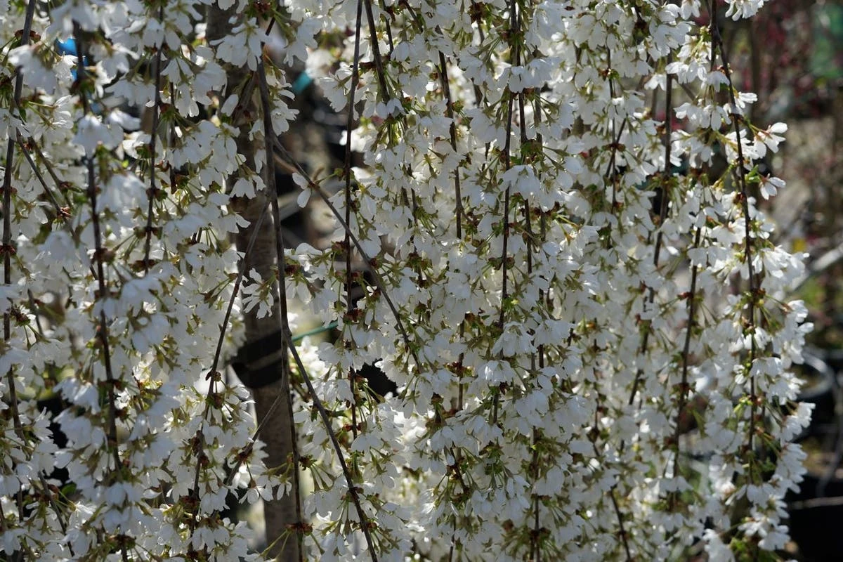 Japanse Treursierkers (Prunus 'Snow Fountain') 5 Japanse Treursierkers (Prunus 'Snow Fountain') - Afbeelding 3