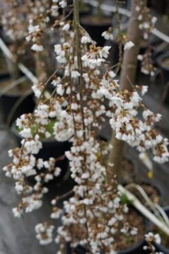 Treursierkers Op Stam (Prunus 'White Fountain') -Tuinplanten Winkel prunus whitefountain boom lm09