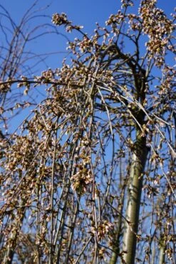 Treursierkers Op Stam (Prunus 'White Fountain') -Tuinplanten Winkel prunus whitefountain knoppen lm02