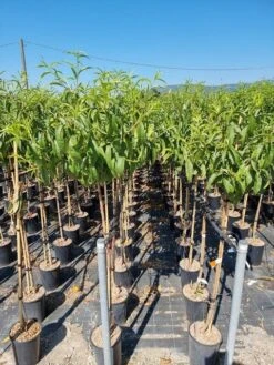 Abrikoos Als Halfstam (Prunus Armeniaca 'Antonio Errani')