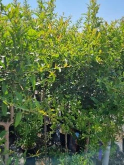 Abrikoos Als Halfstam (Prunus Armeniaca 'Antonio Errani') 9 Abrikoos Als Halfstam (Prunus Armeniaca 'Antonio Errani') -Tuinplanten Winkel prunus armeniaca antonio errani 2 1