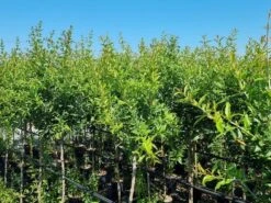 Abrikoos Als Halfstam (Prunus Armeniaca 'Antonio Errani') 8 Abrikoos Als Halfstam (Prunus Armeniaca 'Antonio Errani') -Tuinplanten Winkel prunus armeniaca antonio errani 3 1