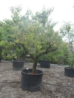 Abrikozenboom (Prunus Armeniaca) -Tuinplanten Winkel prunus armeniaca eetabrikoos halfstam c750 solitair