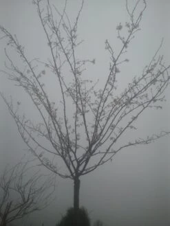 Japanse Sierkers (Prunus Subhirtella 'Autumnalis') -Tuinplanten Winkel prunus autumnalis