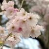 Roze Winterkers (Prunus Subhirtella 'Autumnalis Rosea') -Tuinplanten Winkel prunus autumnalis01 1