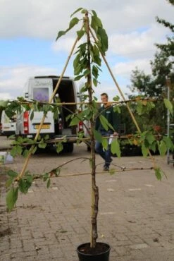 Lei-kers (Prunus Avium 'Hedelfinger Riesenkirsche') -Tuinplanten Winkel prunus avium hedelfinger riesenkirschen 2