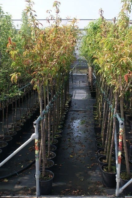 Kersenboom (Prunus Avium 'Bigarreau Burlat') 4 Kersenboom (Prunus Avium 'Bigarreau Burlat') - Afbeelding 2