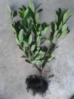 Laurier (Prunus Laurocerasus 'Caucasica') -Tuinplanten Winkel prunus caucasica 4060 2