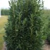 Laurier (Prunus Laurocerasus 'Elly') -Tuinplanten Winkel prunus caucasica elly 07