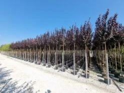 Rode Kerspruim Als Boom (Prunus Cerasifera 'Nigra') -Tuinplanten Winkel prunus cer. nigra