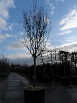 Rode Kerspruim Als Boom (Prunus Cerasifera 'Nigra') -Tuinplanten Winkel prunus cer. nigra 35 40