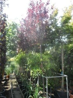 Rode Kerspruim Als Boom (Prunus Cerasifera 'Nigra') -Tuinplanten Winkel prunus cerasifera nigra 10 12 14ho cont