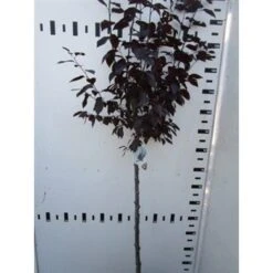 Rode Kerspruim Op Stam (Prunus Cerasifera 'Nigra')