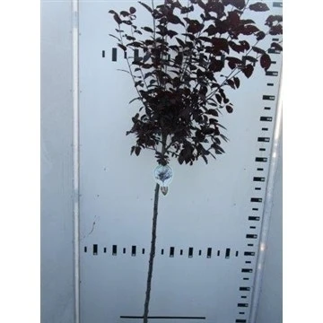 Rode Kerspruim Op Stam (Prunus Cerasifera 'Nigra') 4 Rode Kerspruim Op Stam (Prunus Cerasifera 'Nigra') - Afbeelding 2