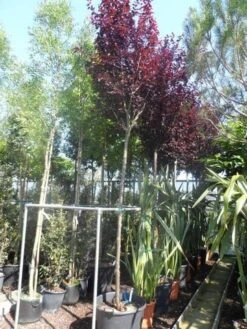 Rode Kerspruim Als Boom (Prunus Cerasifera 'Nigra') -Tuinplanten Winkel prunus cerasifera nigra 14 16 18ho cont