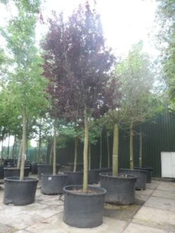 Rode Kerspruim Als Boom (Prunus Cerasifera 'Nigra') -Tuinplanten Winkel prunus cerasifera nigra 30 40ho c750