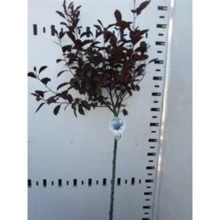 Rode Kerspruim Op Stam (Prunus Cistena) -Tuinplanten Winkel prunus cistena 100cm