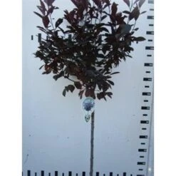 Rode Kerspruim Op Stam (Prunus Cistena) -Tuinplanten Winkel prunus cistena 130cm
