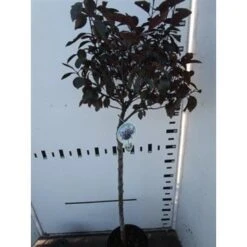 Rode Kerspruim Op Stam (Prunus Cistena) -Tuinplanten Winkel prunus cistena 80cm