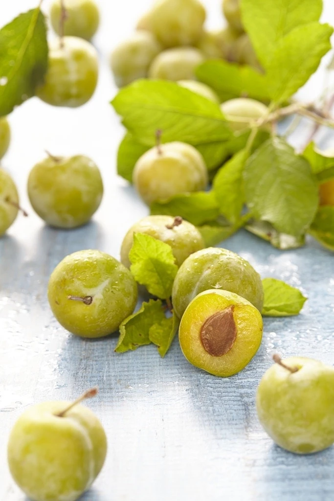 Pruimenboom (Prunus Domestica 'Reine Claude Verte') 3 Pruimenboom (Prunus Domestica 'Reine Claude Verte')