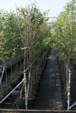 Pruimenboom (Prunus Domestica 'Damson') 5 Pruimenboom (Prunus Domestica 'Damson') -Tuinplanten Winkel prunus domestica stam