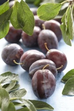 Pruimenboom (Prunus Domestica 'Voyageur')