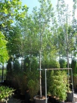 Amandelboom (Prunus Dulcis) 14 Amandelboom (Prunus Dulcis) -Tuinplanten Winkel prunus dulcis 16 18ho cont