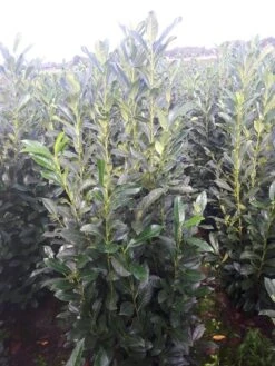 Laurier (Prunus Laurocerasus 'Elly') -Tuinplanten Winkel prunus elly 125 150 cm kl v01