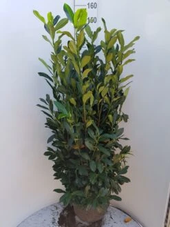 Laurier (Prunus Laurocerasus 'Elly') -Tuinplanten Winkel prunus elly 150 175 verpl