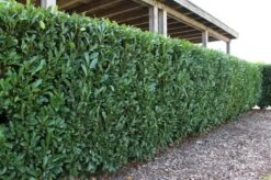 Laurier (Prunus Laurocerasus 'Elly') -Tuinplanten Winkel prunus elly hedge 02