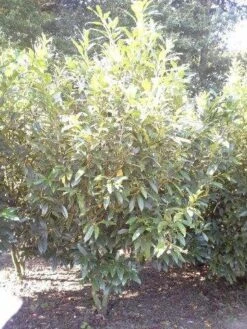 Laurier (Prunus Laurocerasus 'Herbergii') -Tuinplanten Winkel prunus herbergii 200 250