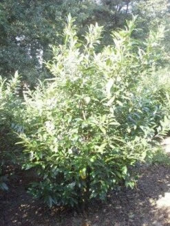 Laurier (Prunus Laurocerasus 'Herbergii') -Tuinplanten Winkel prunus herbergii 200 250 1