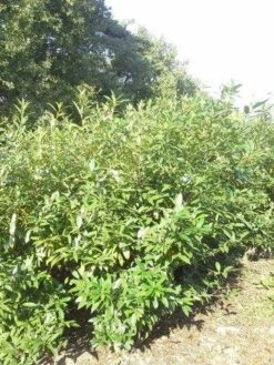 Laurier (Prunus Laurocerasus 'Herbergii') -Tuinplanten Winkel prunus herbergii 200 250 2