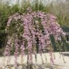 Japanse Treursierkers (Prunus Serrulata 'Kiku-shidare') -Tuinplanten Winkel prunus kiku shidare zakura