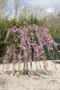 Treursierkers Op Stam (Prunus Serrulata 'Kiku-shidare-zakura') 7 Treursierkers Op Stam (Prunus Serrulata 'Kiku-shidare-zakura') -Tuinplanten Winkel prunus kiku shidare zakura 1