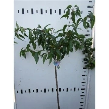 Treursierkers Op Stam (Prunus Serrulata 'Kiku-shidare-zakura') 4 Treursierkers Op Stam (Prunus Serrulata 'Kiku-shidare-zakura') - Afbeelding 2