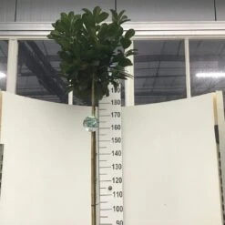 Laurier Op Stam (Prunus Laurocerasus 'Etna') -Tuinplanten Winkel prunus l. etna 180st c12 1 1