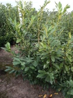 Laurier (Prunus Laurocerasus 'Novita') 15 Laurier (Prunus Laurocerasus 'Novita') -Tuinplanten Winkel prunus l. novita 150175cm